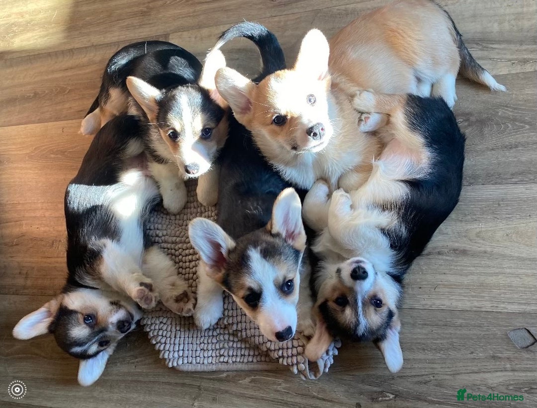 Welsh Corgi Pembroke dogs for sale: 7 Beauitful Corgi Puppies - Advert 11