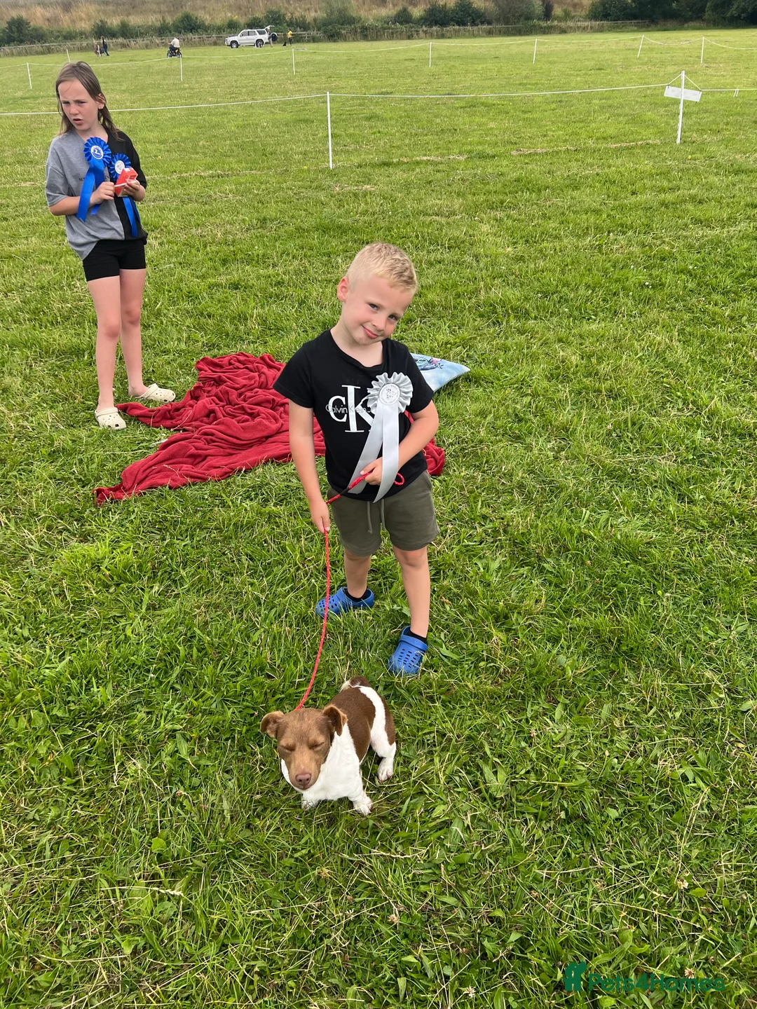 Jack Russell dogs for stud: Miniature jack Russell  in Leeds - Advert 16