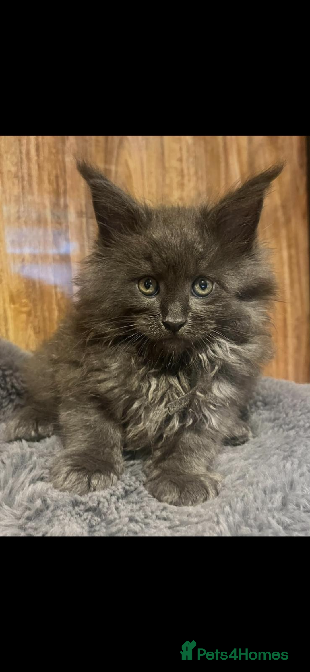 Maine Coon cats for sale: Beautiful Mainecoons blue smoke and black smoke  - Advert 1