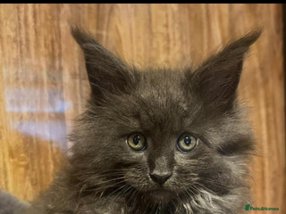 Maine Coon cats Beautiful Mainecoons blue smoke and black smoke - Advert 1