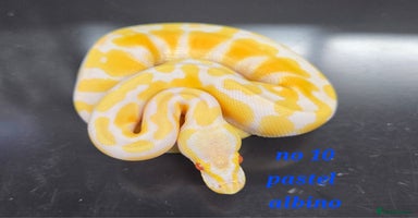 Python Snake reptiles - Advert 7