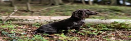 Cocker Spaniel dogs for sale: Sort hard to find - Advert 16