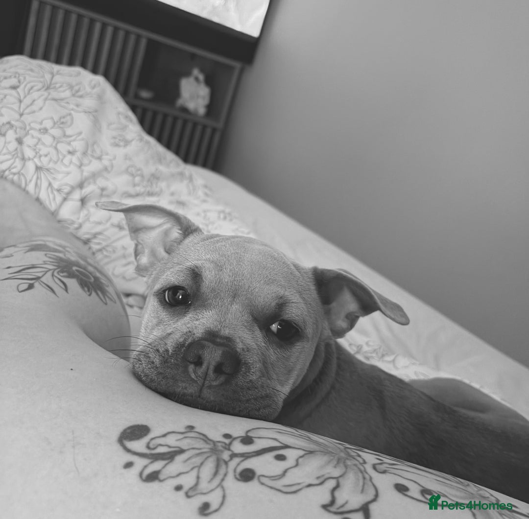 Mixed Breed dogs for sale: Peaches - Advert 1