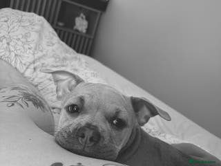 Mixed Breed dogs Peaches - Advert 1