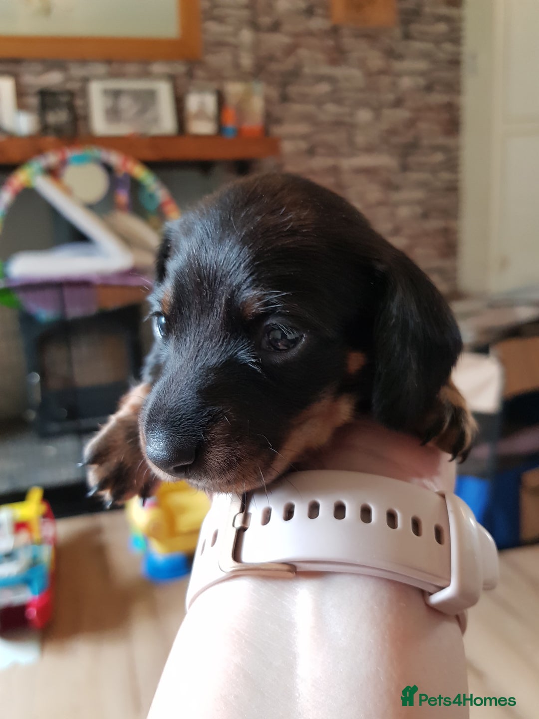 Dachshund dogs for sale: READY NOW Dachshund Puppies - Image 6