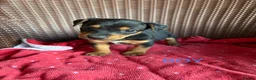 Jack Russell dogs for sale: Jack Russell puppies  - Advert 12