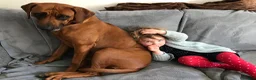 Rhodesian Ridgeback dogs for sale: Rhodesian Ridgebacks: Exceptional, 4th Generation - Advert 33