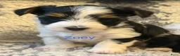 Biewer Terrier dogs for sale:  🐾🐶Beautiful Biewer Terrier Puppies🐾🐶 - Advert 5
