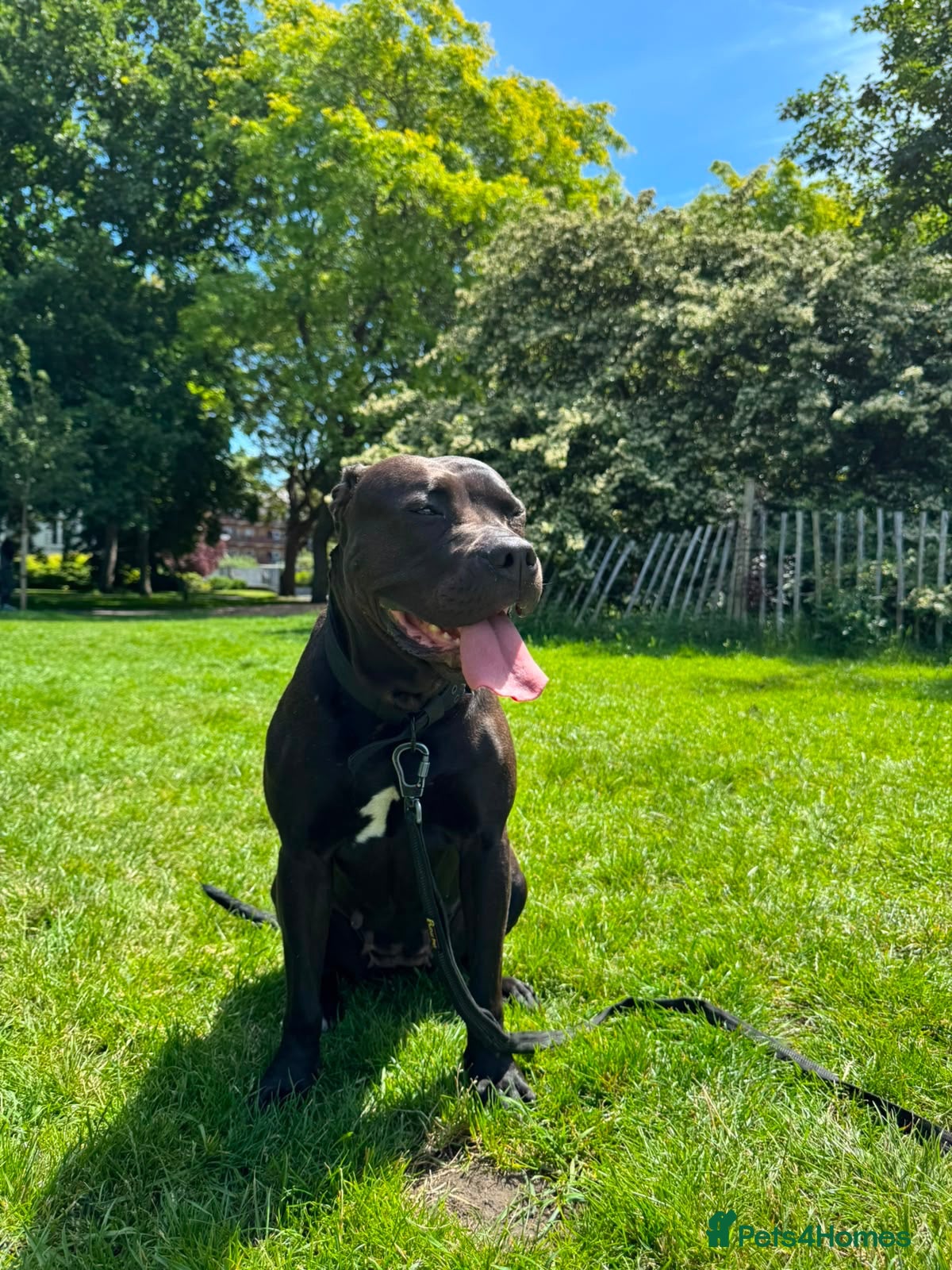 Mixed Breed dogs for sale: Molly for rehome - Advert 21
