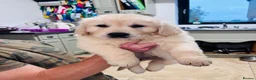 Golden Retriever dogs for sale: Golden retriever puppies - Advert 8