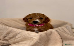 Cavapoochon dogs for sale: Cavapoochon Puppies –Ready Mid-October - Image 4