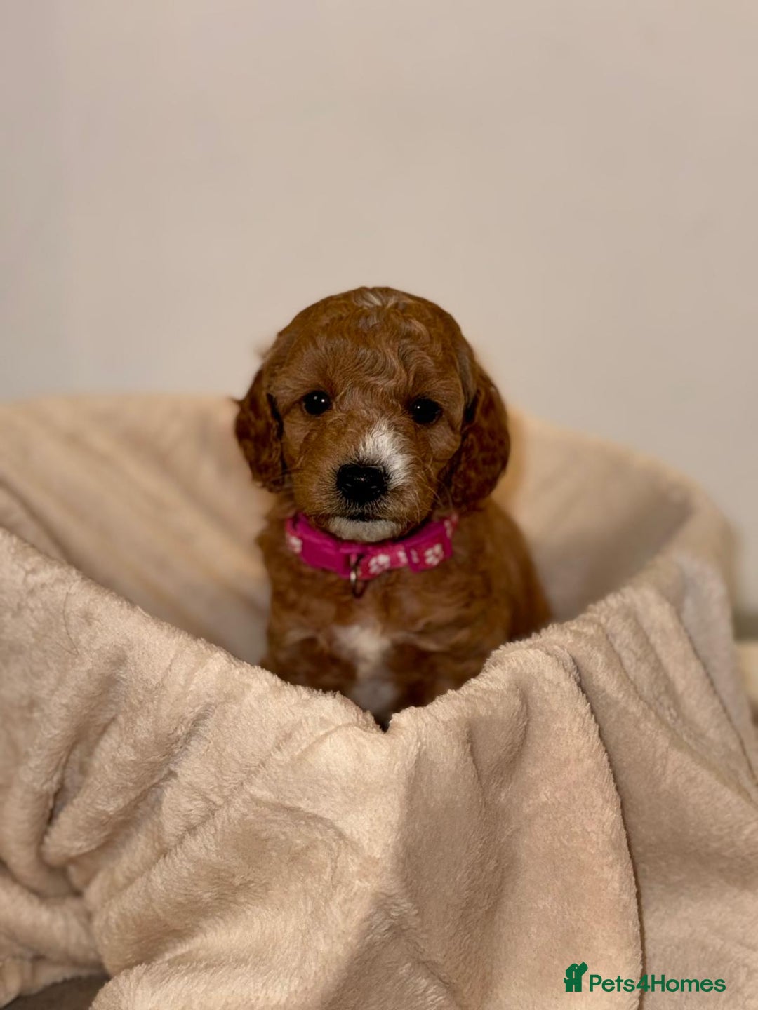 Cavapoochon dogs for sale: Cavapoochon Puppies –Ready Mid-October - Image 4