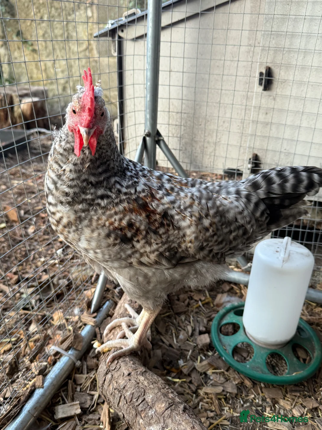Chickens poultry for sale: Free to a good home - Cream Legbar  - Advert 2