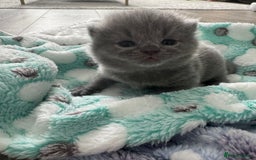British Shorthair cats for sale: British Shorthair GCCF Champion Kittens ✨ - Image 3