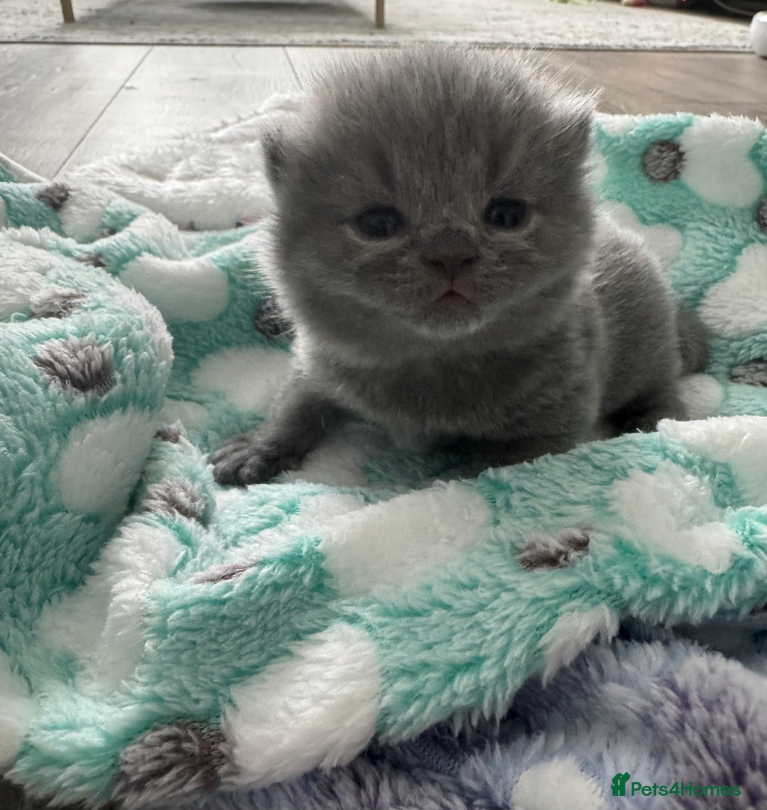 British Shorthair cats for sale: British Shorthair GCCF Champion Kittens ✨ - Image 3