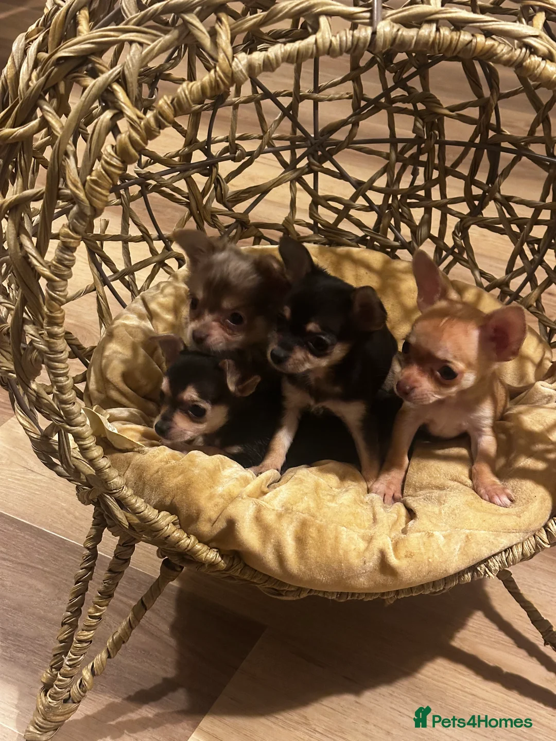 Chihuahua dogs for sale: Gorgeous Chihuahua girls - Advert 1