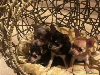 Chihuahua dogs Gorgeous Chihuahua girls - Advert 1