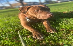 Mixed Breed dogs for sale: mastiff x staffy puppy - Advert 1