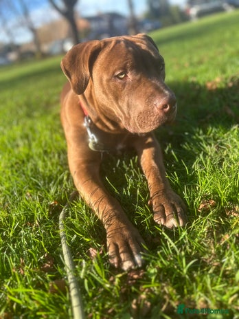 Mixed Breed dogs mastiff x staffy puppy - Advert 3