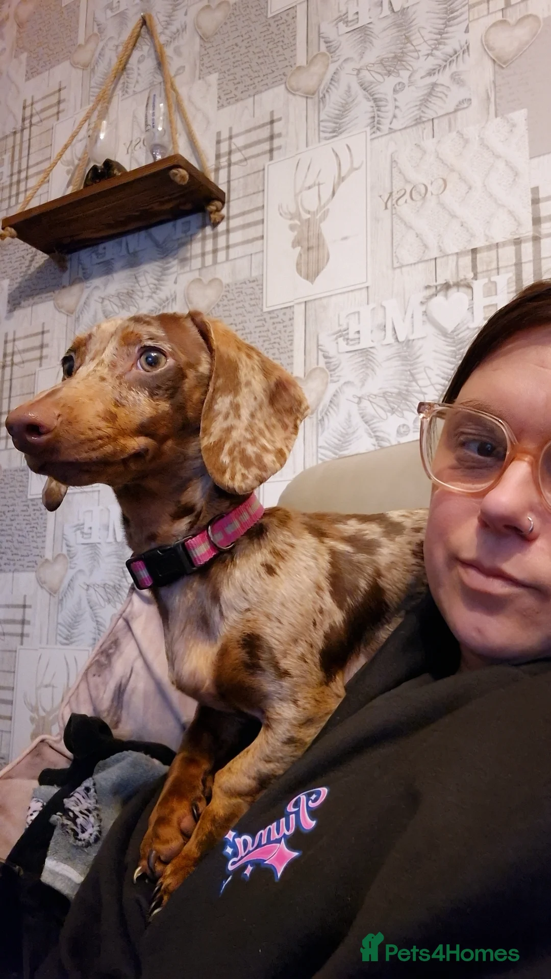 Miniature Dachshund dogs for sale: Mini dachound (cookie) in Leigh - Advert 2