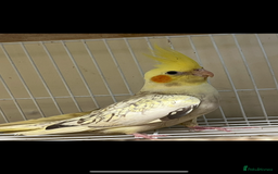 Cockatiels birds for sale: Semi Tame Cockatiels - Image 2