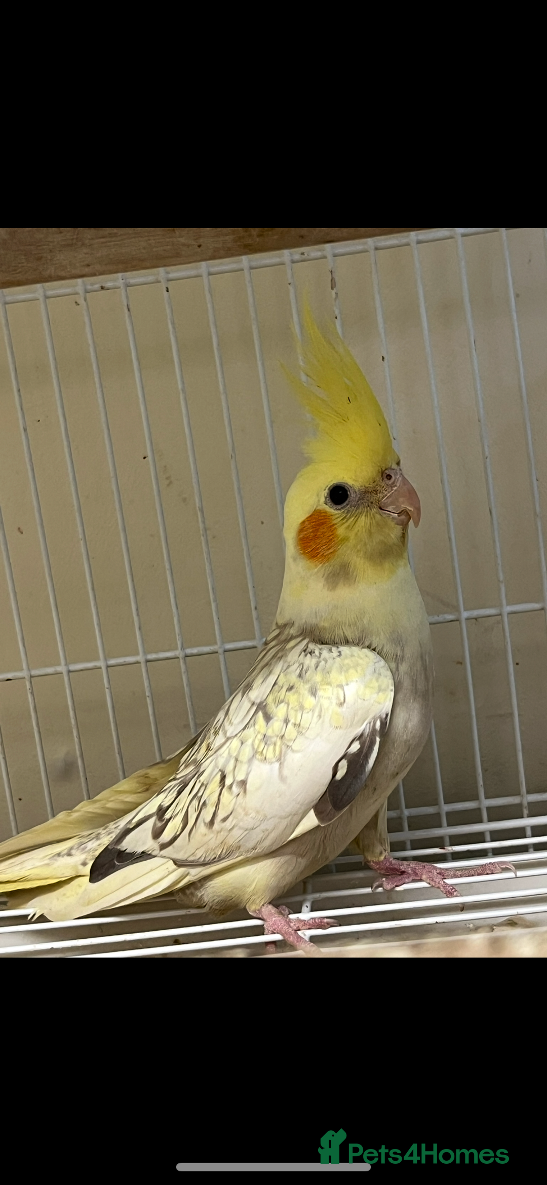 Cockatiels birds for sale: Semi Tame Cockatiels - Image 2