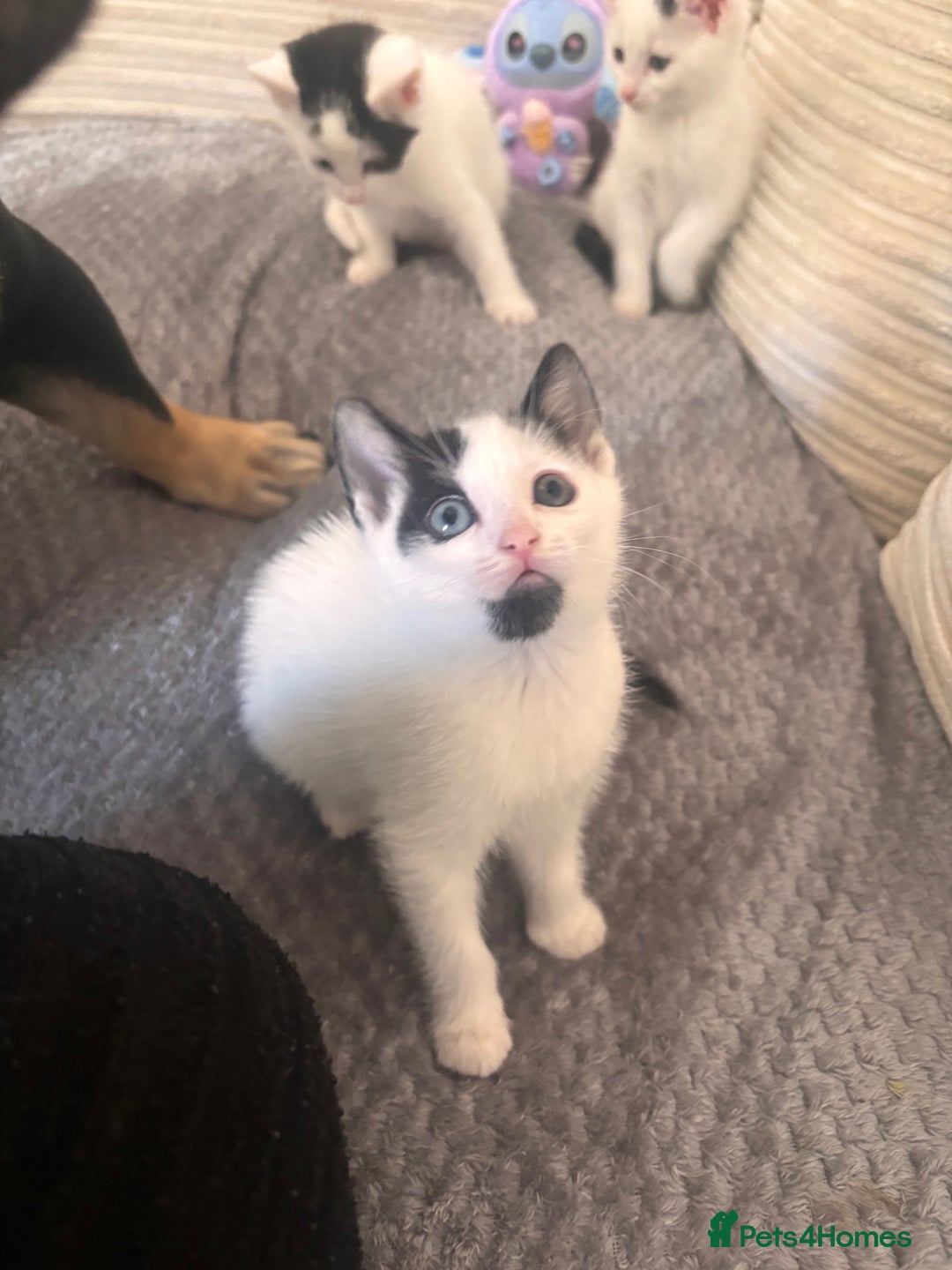Mixed Breed cats for sale: Kittens available for sale with heterochromia - Image 22