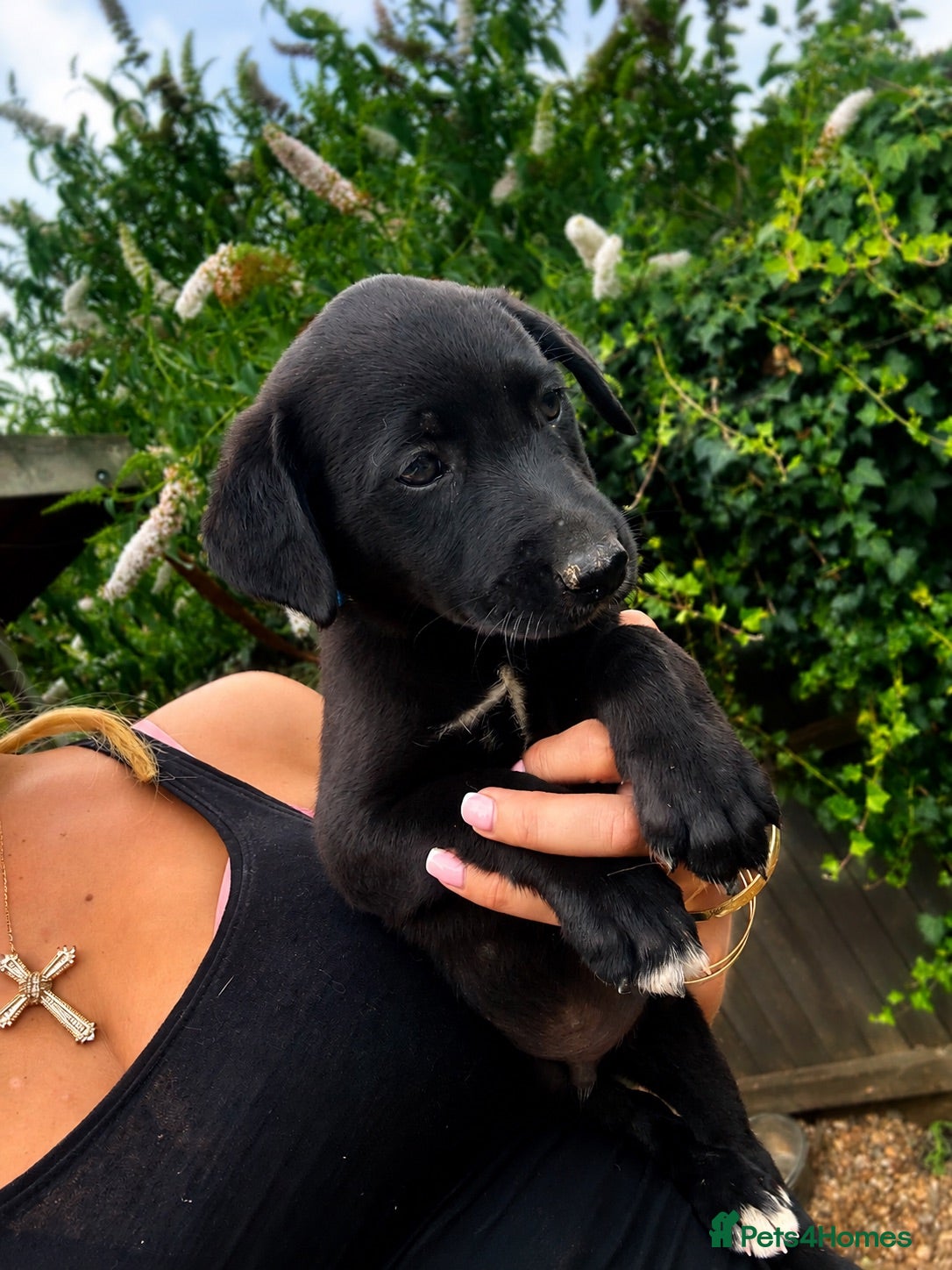Mixed Breed dogs 3 boys available Labrador cross  - Advert 9