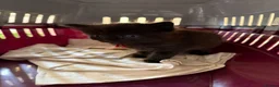 Mixed Breed cats for sale: Five beautiful kittens  - Advert 3