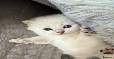 British Shorthair cats - Advert 9