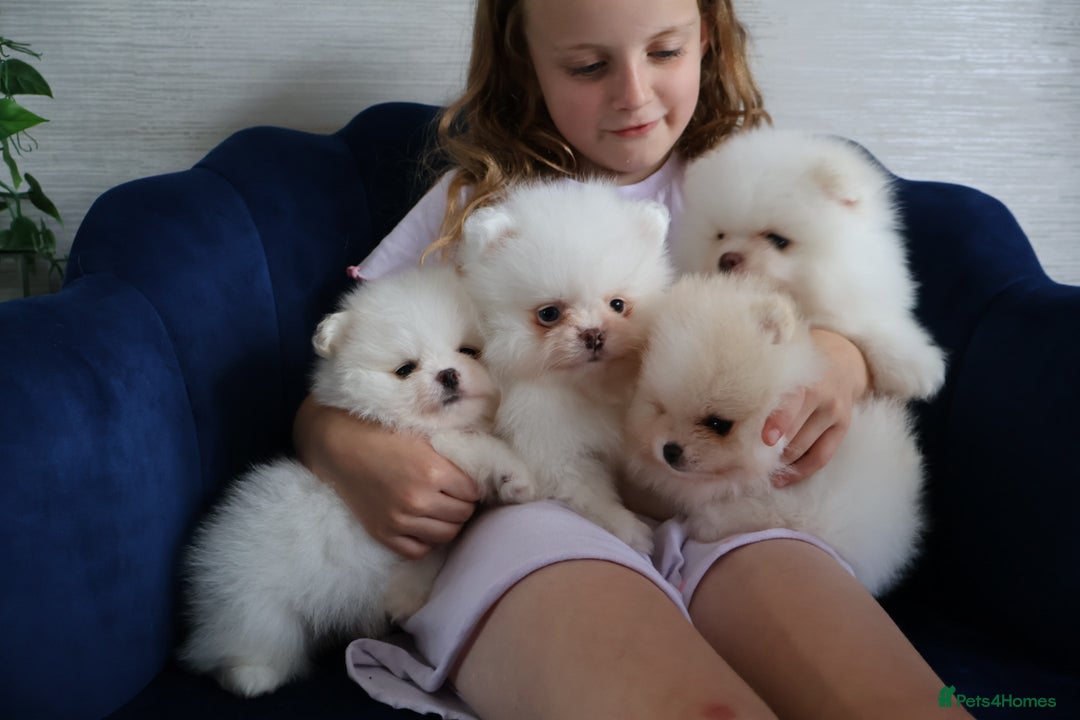 Pomeranian dogs for sale: READY NOW-REDUCED!! TRUE TEDDY BEAR POMERANIAN - Image 16