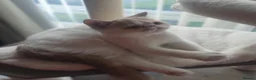 Exotic cats for sale: 2 beautiful exotic Kitten  - Advert 3