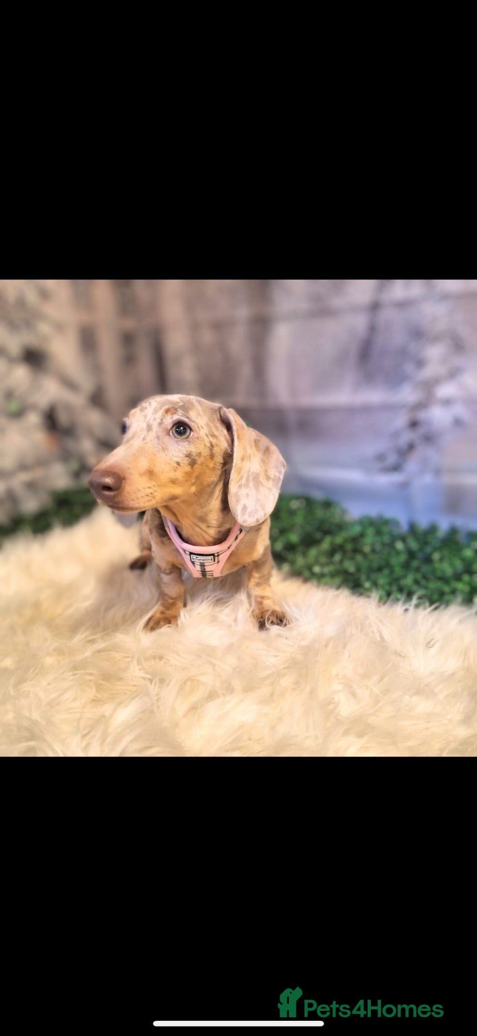 Miniature Dachshund dogs Miniature dachshund (Smooth hair) - Advert 1