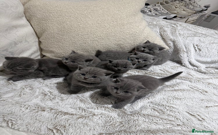 British Shorthair cats - Advert 5