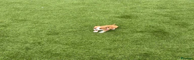 Jack Russell Puppy 7