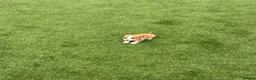 Jack Russell dogs for sale: 7 beautiful jack Russel puppies for sale - Advert 11