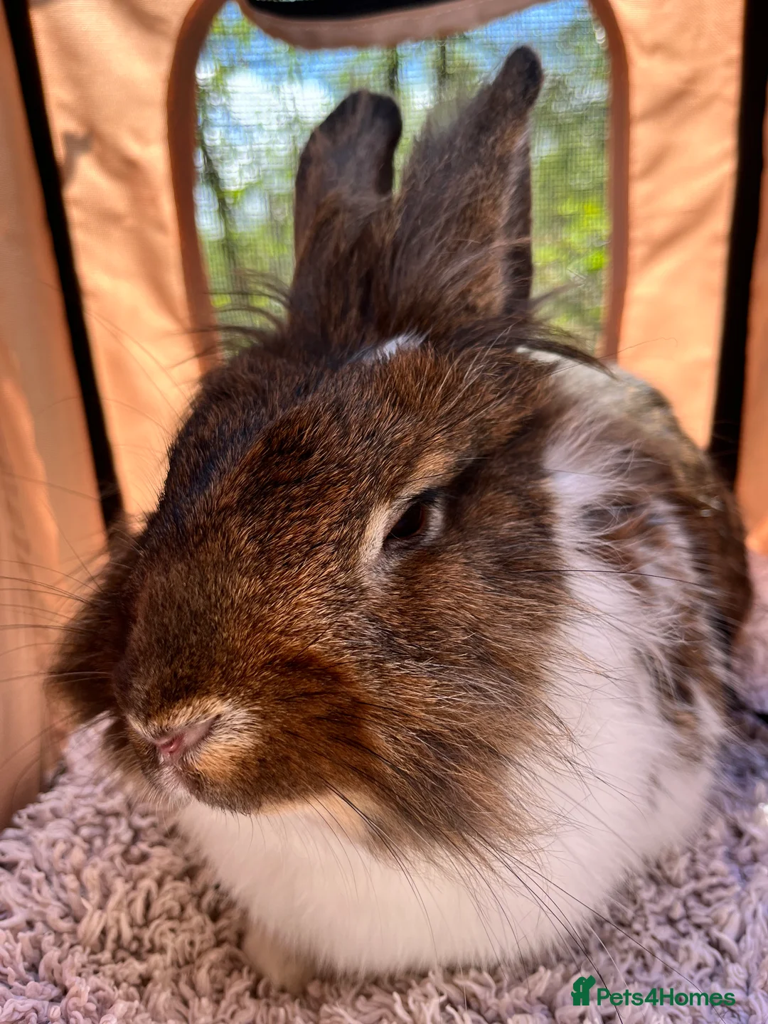 Mixed Breed rabbits for sale: Indoor Rabbit – Lovely Starter Companion - Advert 7