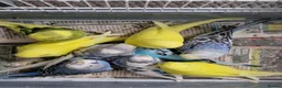 Budgerigars birds for sale: Super silly hand tamed baby budgie - Advert 7