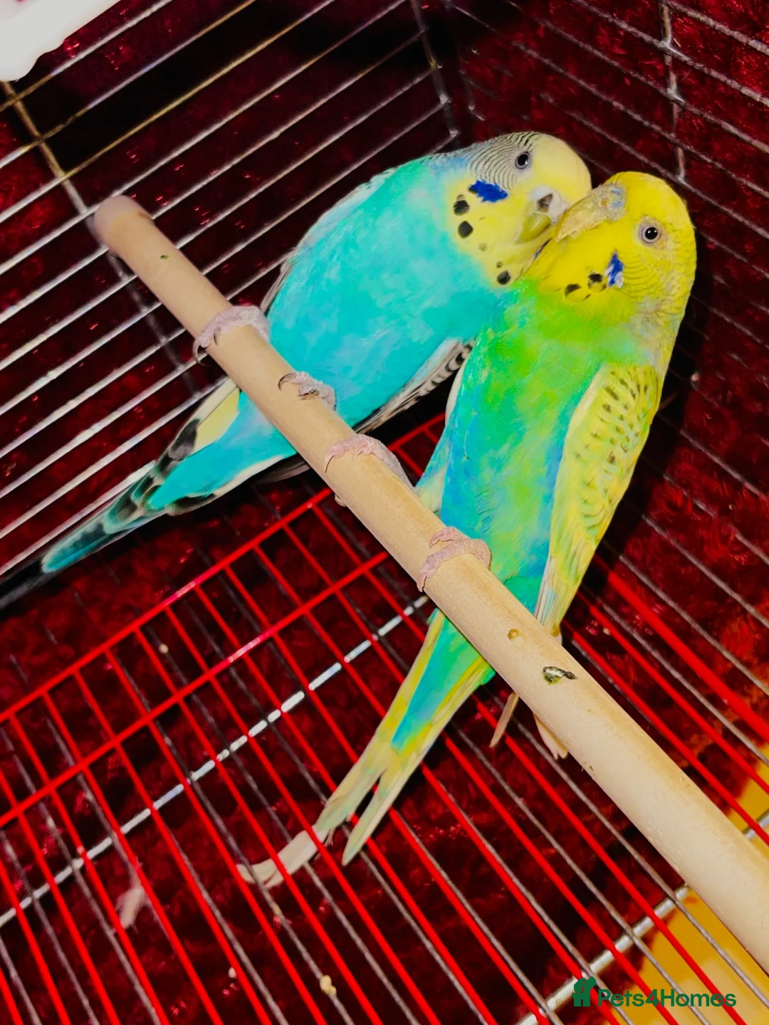 Budgerigars birds for sale: Budgies for sale in Chesham - Advert 3