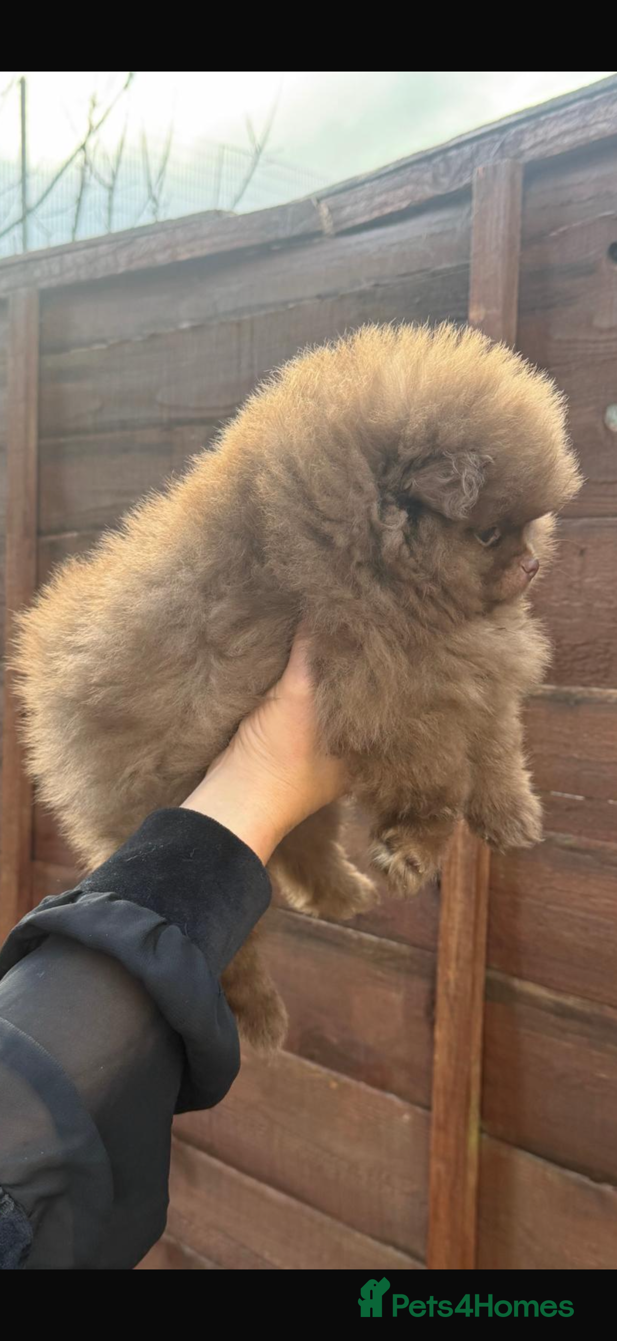 Pomeranian dogs 2 left amazing teddy bear face puppies  🐻🐻 - Advert 10