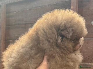 Pomeranian dogs 2 left amazing teddy bear face puppies 🐻🐻 - Advert 10