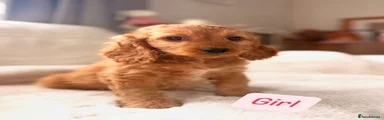Cockapoo Puppy 6