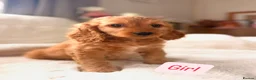 Cockapoo dogs for sale: F1 Golden Cockapoo Puppies  - Advert 8