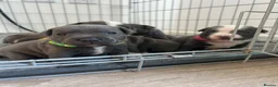 Staffordshire Bull Terrier dogs for sale: STAFFORDSHIRE BULL TERRIER PUPPIES 🐶❤️ in Morpeth - Advert 22