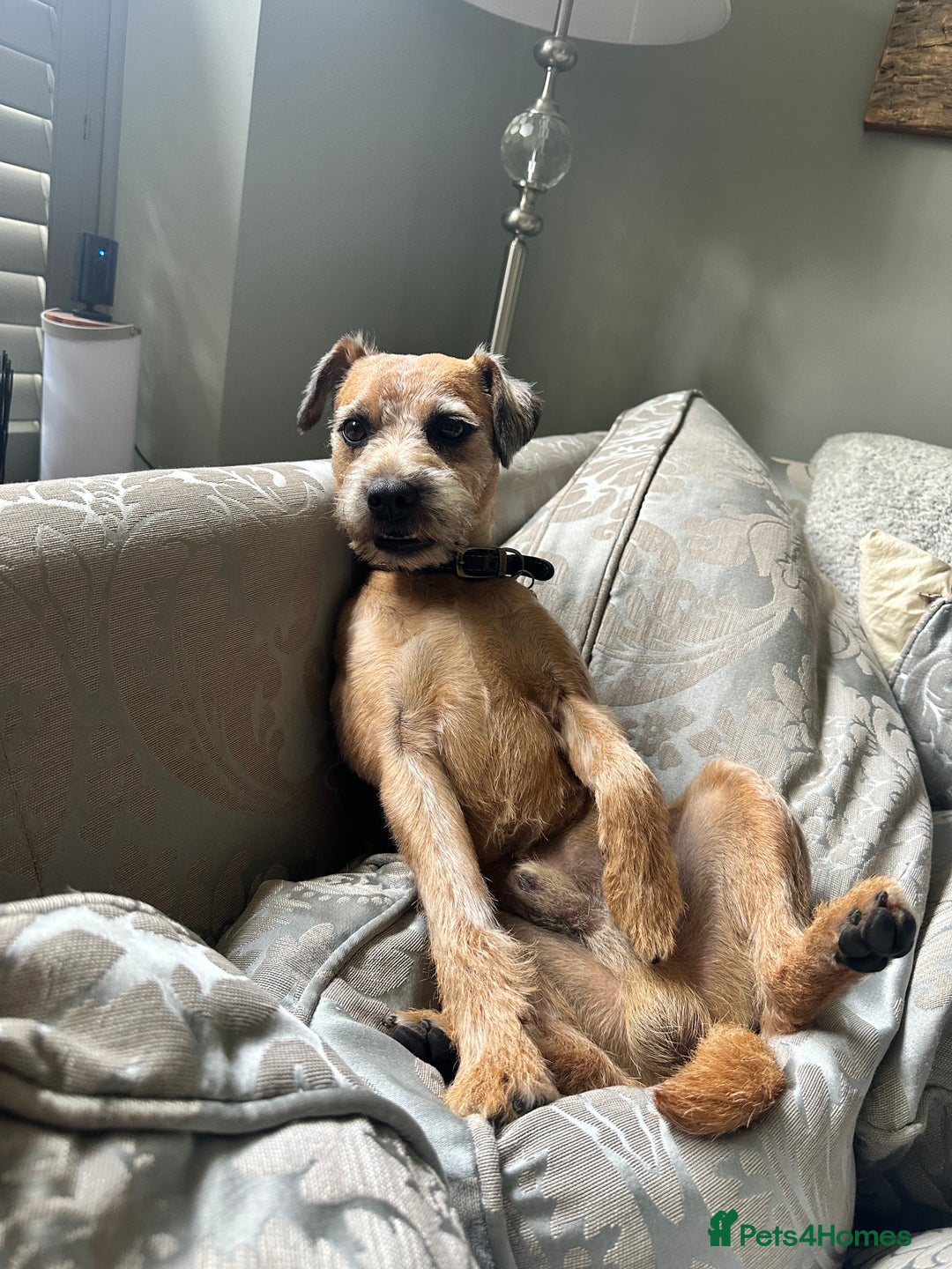Border Terrier dogs for stud: Border terrier x jack Russel terrier for stud  - Advert 4