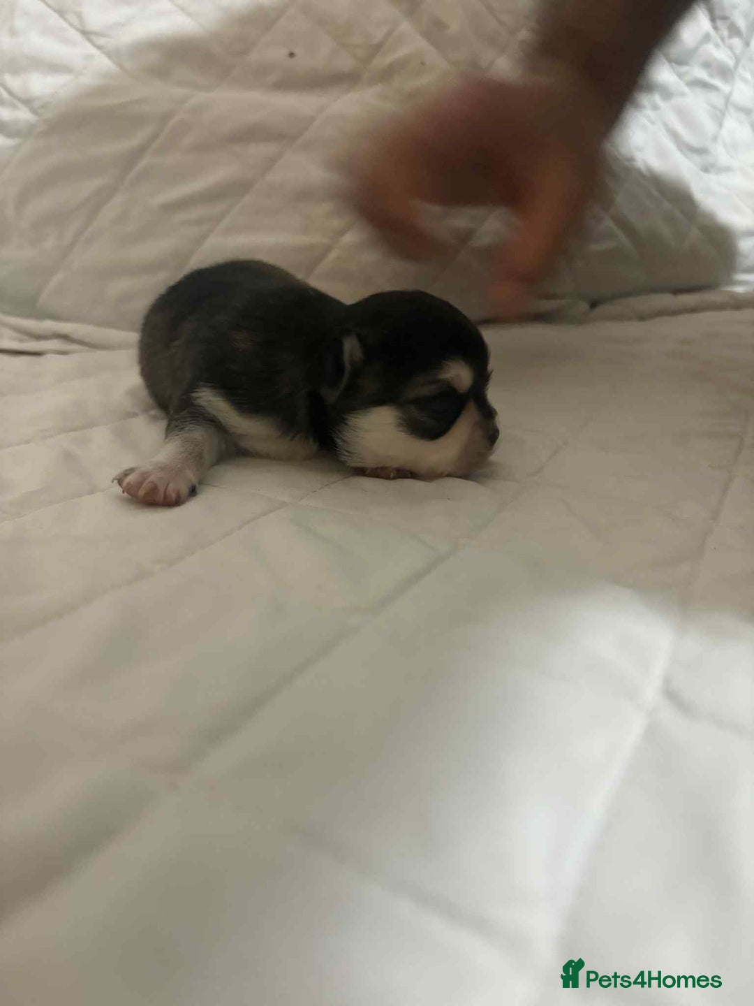 Chihuahua dogs for sale: Very rare long chihuahua for sale  - Advert 10