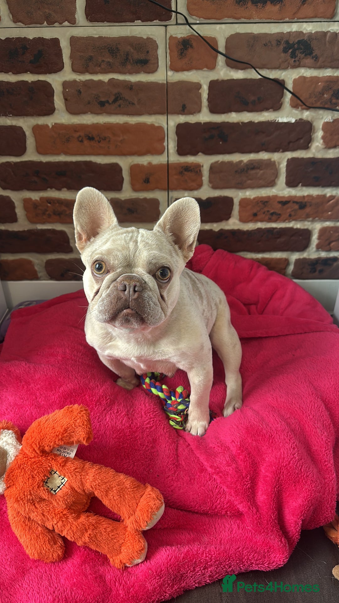 French Bulldog dogs for sale: Miniature Frenchbulldog in need of a good home - Image 2