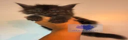 Maine Coon cats for sale: 👑TICA reg, Chunky Smoke Maine coon babies  - Advert 13