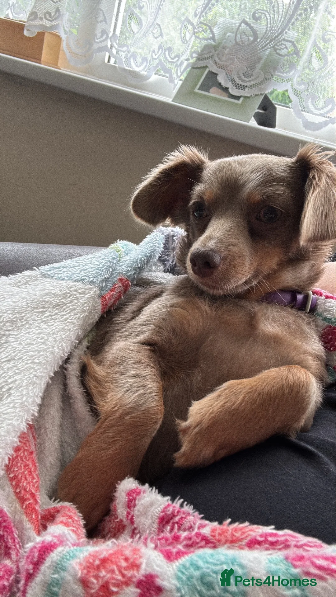 Mixed Breed dogs for sale: Daisy i in Walsall - Advert 2
