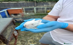 Lionhead rabbits for sale: 4x beautiful lion head bunnies for sale - Image 6